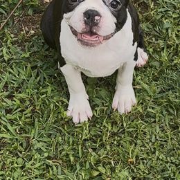 Tres - Black and white male Companion Cross puppy in Georgia from KD’s K9 Oasis