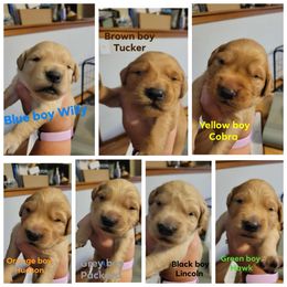 Boy 1 - Golden male Golden Retriever puppy in Lakewood, Washington from Lenhart Goldens