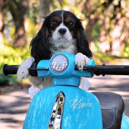 Aussiedoodles, Cavalier King Charles Spaniels, Cavapoos, and Toy Australian Shepherds from Darling Australians