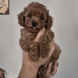 Mars - Red  male Poodle puppy in Chandler, Arizona from Fabi toy Poodle