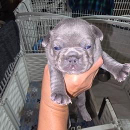 Blue and white on chest - Blue female French Bulldog puppy in Summerville, Georgia from R&J Frenchie