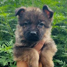 Cipher - Sable male German Shepherd puppy in Youngsville, North Carolina from Di casa Esperanza
