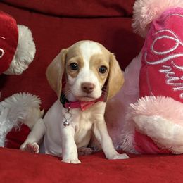 Pocket Beagle Skittles - Lemon and white female Beagle puppy in Gentry, Arkansas from HC Puppy Ranch