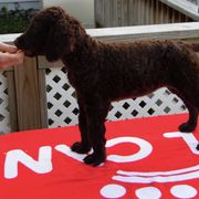 Curly-Coated Retriever Puppies from Kurly Kreek