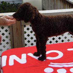 Curly-Coated Retriever Puppies from Kurly Kreek