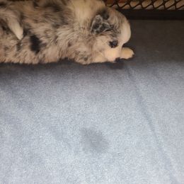 Pomsky Puppies from Ultimate Pomskies LLC