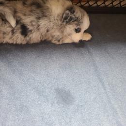 Pomsky Puppies from Ultimate Pomskies LLC