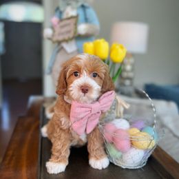 Australian Labradoodle Puppies from Berrybrook Doodles
