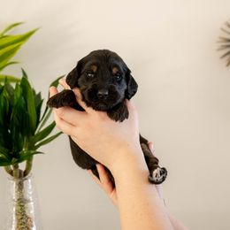 Manon Blackbeak - Phantom female Goldendoodle puppy in New River, Arizona from Sonoran Standard Doodles