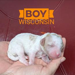 Wisconsin - Cream male Goldendoodle puppy in Cambridge, Minnesota from Country Meadow Doodles