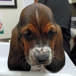 Boy 2 - male Basset Hound puppy in Richland Hills, Texas from The Basset Family