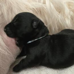 Female2 (LBIIIW) - Black female Scottish Terrier puppy in Conroe, Texas from Scotch McLaren Terriers