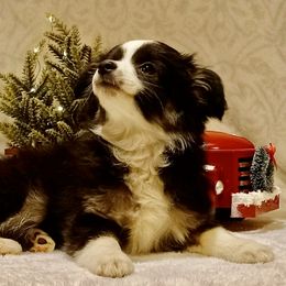Sugarplum - Black tri Toy Australian Shepherd puppy in Syracuse, Indiana from Klenke Toy Aussies