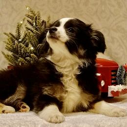 Sugarplum - Black tri Toy Australian Shepherd puppy in Syracuse, Indiana from Klenke Toy Aussies