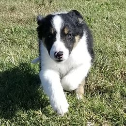 Border Collie Puppies from Bond Border Collies