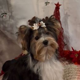 Star - Black tan and white female Biewer Terrier puppy in Rocklin, California from Precious Jewels Biewer Terriers