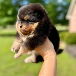 Wilma - Black and tan female Pomeranian puppy in Willis, Texas from Treasured Jewels Pomeranians