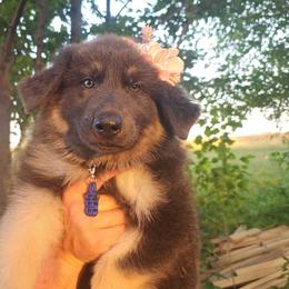 Yogurt - Blue female German Shepherd puppy in Fort Jennings, Ohio from Von Holtzapple German shepherds