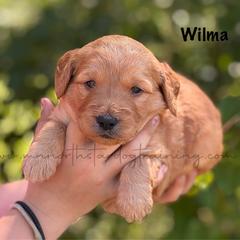 Wilma - Apricot female Goldendoodle puppy in Lancaster, Minnesota from North Star Dog Training