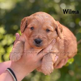 Wilma - Apricot female Goldendoodle puppy in Lancaster, Minnesota from North Star Dog Training