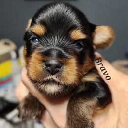 Bravo - Black and tan male Yorkshire Terrier puppy in Ben Wheeler, Texas from Nana's Yorkie Crew