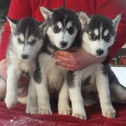 Siberian Husky Puppies from Zuska Siberians