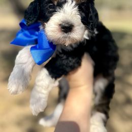 Bernedoodle Puppies from Sweet Pea Bernedoodles