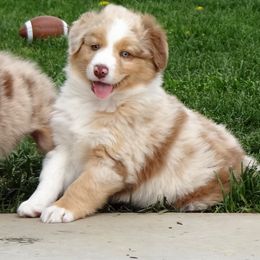 Australian Shepherd Puppies from NorthRidge Australian Shepherds