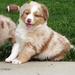 Australian Shepherd Puppies from NorthRidge Australian Shepherds