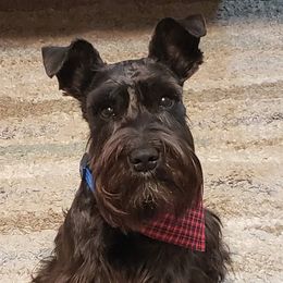 Shadow - Miniature Schnauzer
