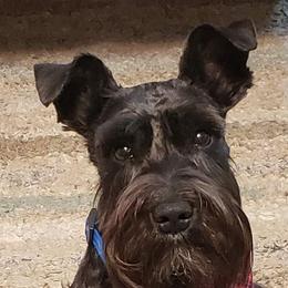 Shadow - Miniature Schnauzer