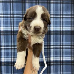 Girl 5 White collar - Panda female German Shepherd puppy in Pelham, North Carolina from P & P Shepherds