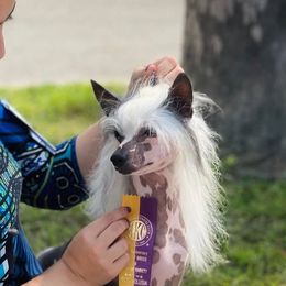 Aslan - Chinese Crested