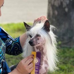 Aslan - Chinese Crested