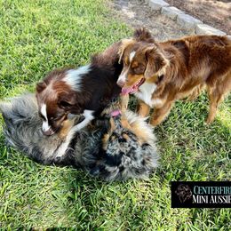 Miniature Australian Shepherd and Toy Australian Shepherd Puppies from Centerfire Mini Aussies
