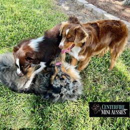 Miniature Australian Shepherd and Toy Australian Shepherd Puppies from Centerfire Mini Aussies