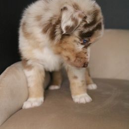 Australian Shepherd Puppies from Kiki's Aussies