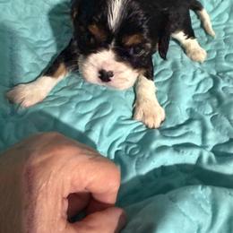 Sadie - Tri-color female Cavalier King Charles Spaniel puppy in Ocala Fl, Florida from Encore Cockers