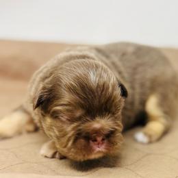 Hera - Tricolors female French Bulldog puppy in Amarillo, Texas from Bomb City Bulldogs