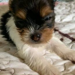 Yorkshire Terriers from Lena's Yorkies