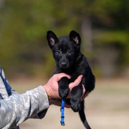 Easton - Black female German Shepherd puppy in Murrayville, Georgia from Vom Clark’s German Shepherds