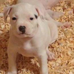 Puppy 9 orange - White and brindle female American Bulldog puppy in Christiansburg, Virginia from Iron Will American Bulldogs