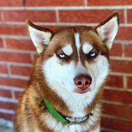 Atlas - Siberian Husky