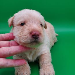Redrick - Wheaten male Scottish Terrier puppy in Crossville, Tennessee from Cavern Kennels