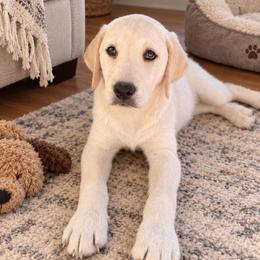 Oakley - Yellow female Labrador Retriever puppy in Archer Lodge, North Carolina from Archer Lodge Labradors