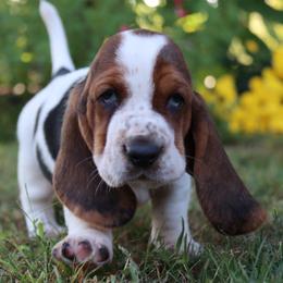 Mackerel - Black white and brown male Basset Hound puppy in Pollock, Missouri from Northstar