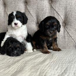 Cavapoo and Poodle Puppies from Autumn Poodles/Doodles