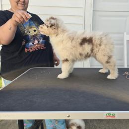 Australian Shepherd Puppies from Starlit Grove Australian Shepherds