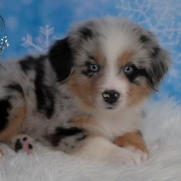 Cuba - Blue merle male Australian Shepherd puppy in Fultonville, New York from Sandy Aussies & Pomeranians