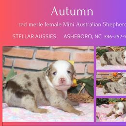 Autumn - Red merle female Miniature Australian Shepherd puppy in Asheboro, North Carolina from Stellar Aussies